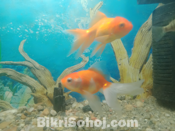 Orenda Gold Fish..১জোড়া